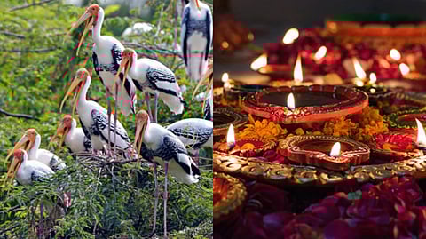 Silent Diwali: পাখিদের বাঁচাতে ২২ বছর ধরে 'নীরব দীপাবলি' পালন করেন এই রাজ্যের ৭ গ্রামের বাসিন্দারা