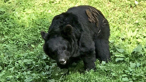 ছবি প্রতীকী