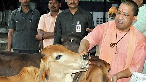 গো সেবা রত মুখ্যমন্ত্রী যোগী আদিত্যনাথ