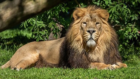 ট্রেনের ধাক্কায় মৃত্যু সিংহের