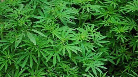 আইনিসম্মত ভাবে গাঁজা চাষ হবে হিমাচল প্রদেশে