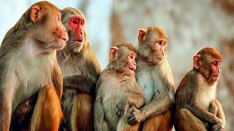 ছ'বছরের শিশুকে ধর্ষণের হাত থেকে বাঁচালো একদল বাঁদর