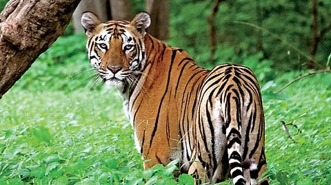 প্রতীকী ছবি