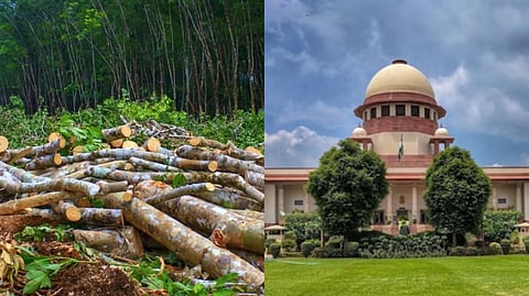 'অবৈধভাবে গাছ কাটা হচ্ছে' - বন্যা পরিস্থিতি নিয়ে কেন্দ্রকে নোটিস সুপ্রিম কোর্টের