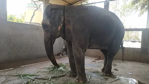 মহাদেবী
