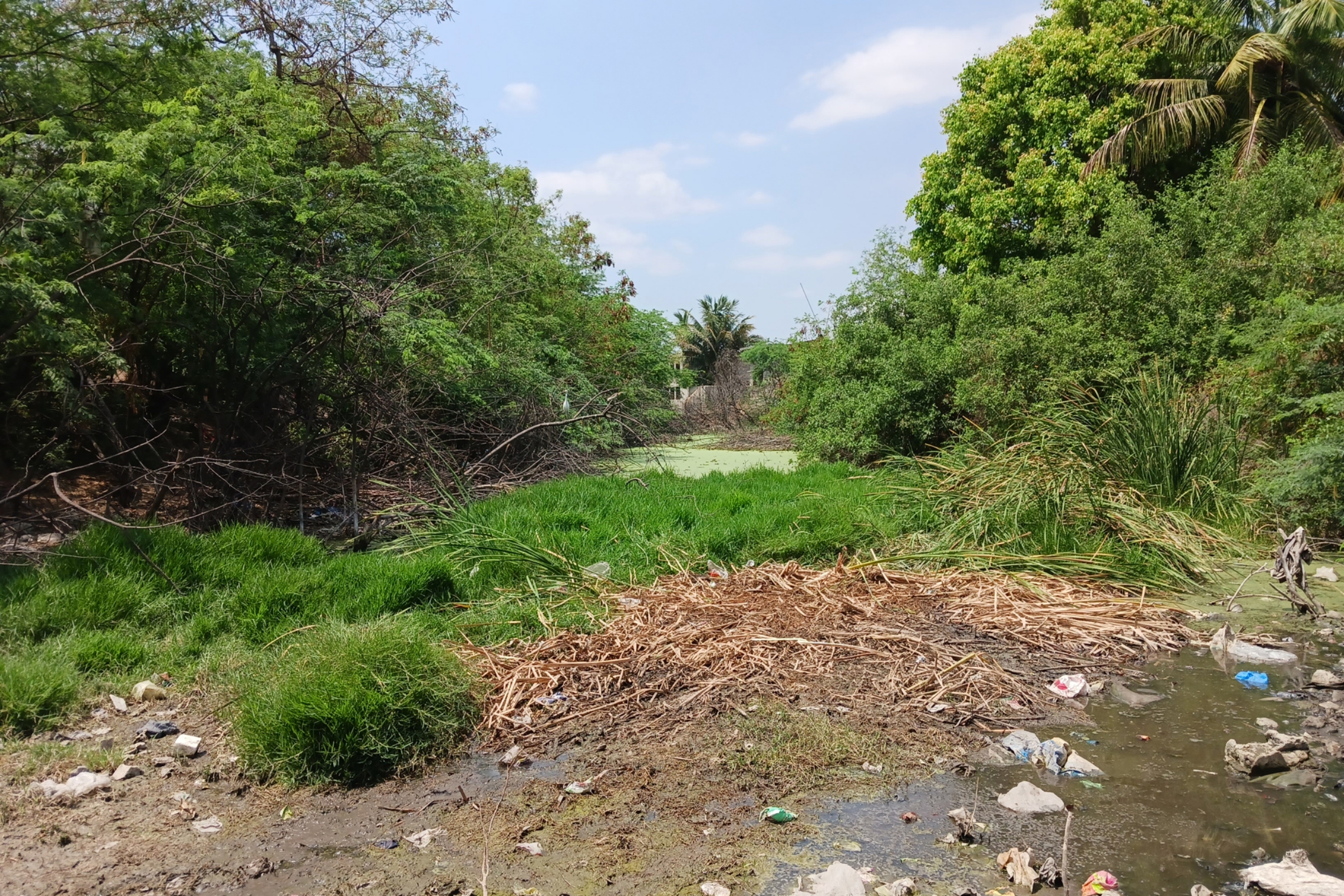 ಕೊಪ್ಪಳದ ಮಿಟ್ಟಿಕೇರಿಯ ಹಿಂಭಾಗದಲ್ಲಿ ಬೃಹತ್ ಪ್ರಮಾಣದಲ್ಲಿ ಸಂಗ್ರಹಗೊಂಡಿರುವ ಕಲುಷಿತ ನೀರು ಸೊಳ್ಳೆಗಳ ಉತ್ಪತ್ತಿ ತಾಣವಾಗಿ ಮಾರ್ಪಟ್ಟಿದೆ –ಪ್ರಜಾವಾಣಿ ಚಿತ್ರ/ಭರತ್ ಕಂದಕೂರ