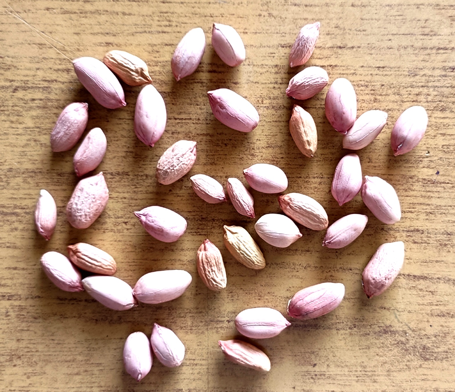 ಕದಿರಿ ಲೇಪಾಕ್ಷಿ ತಳಿ ಶೇಂಗಾ ಬೀಜ