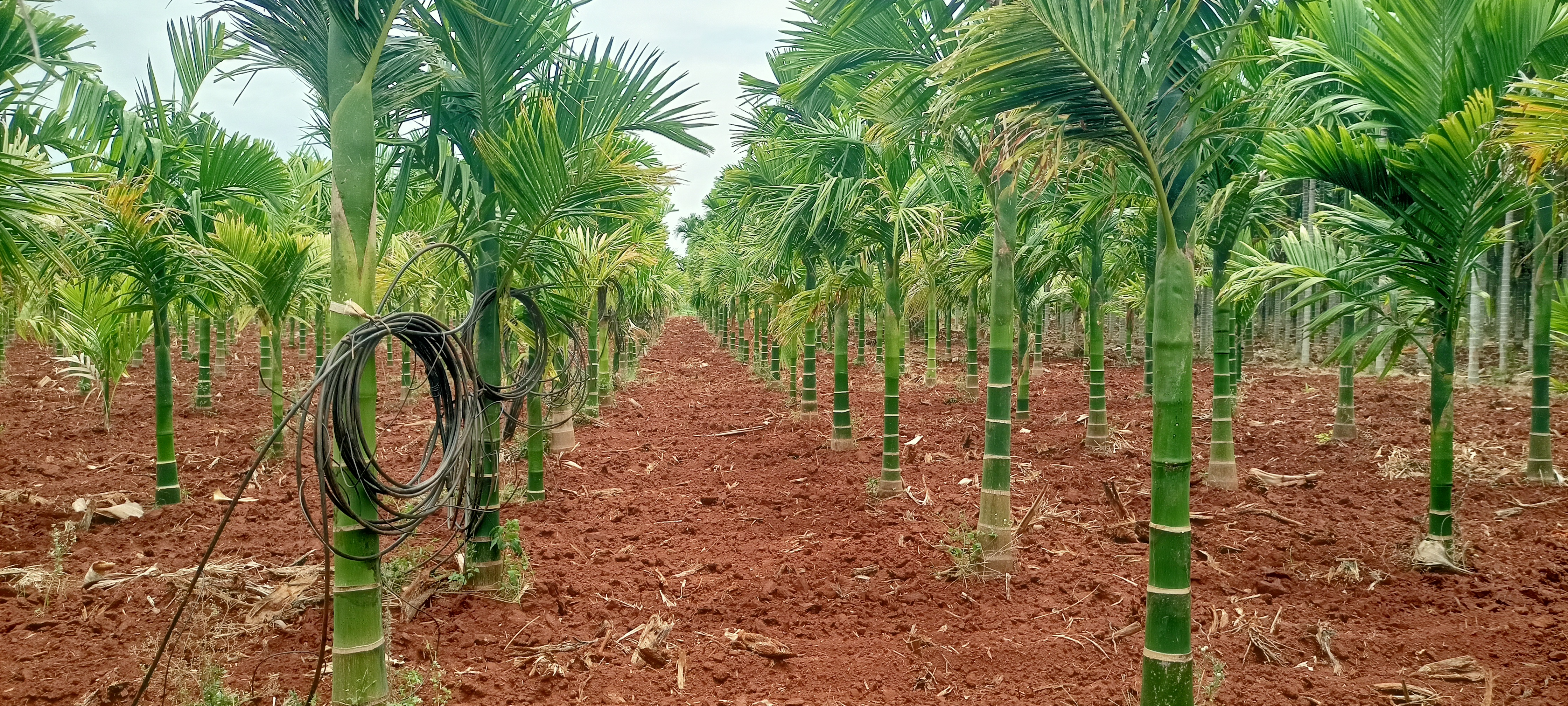 ಚಿತ್ರದುರ್ಗ ತಾಲ್ಲೂಕಿನಲ್ಲಿ ವಿಸ್ತರಣೆಗೊಂಡ ಅಡಿಕೆ