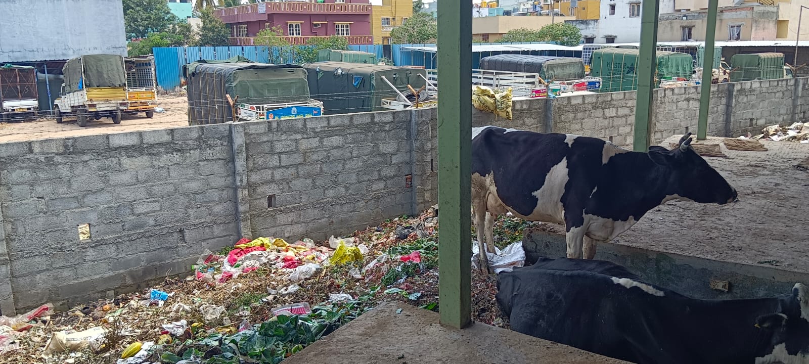 ಬಿಡಾಡಿ ದನಗಳ ಹಾವಳಿ