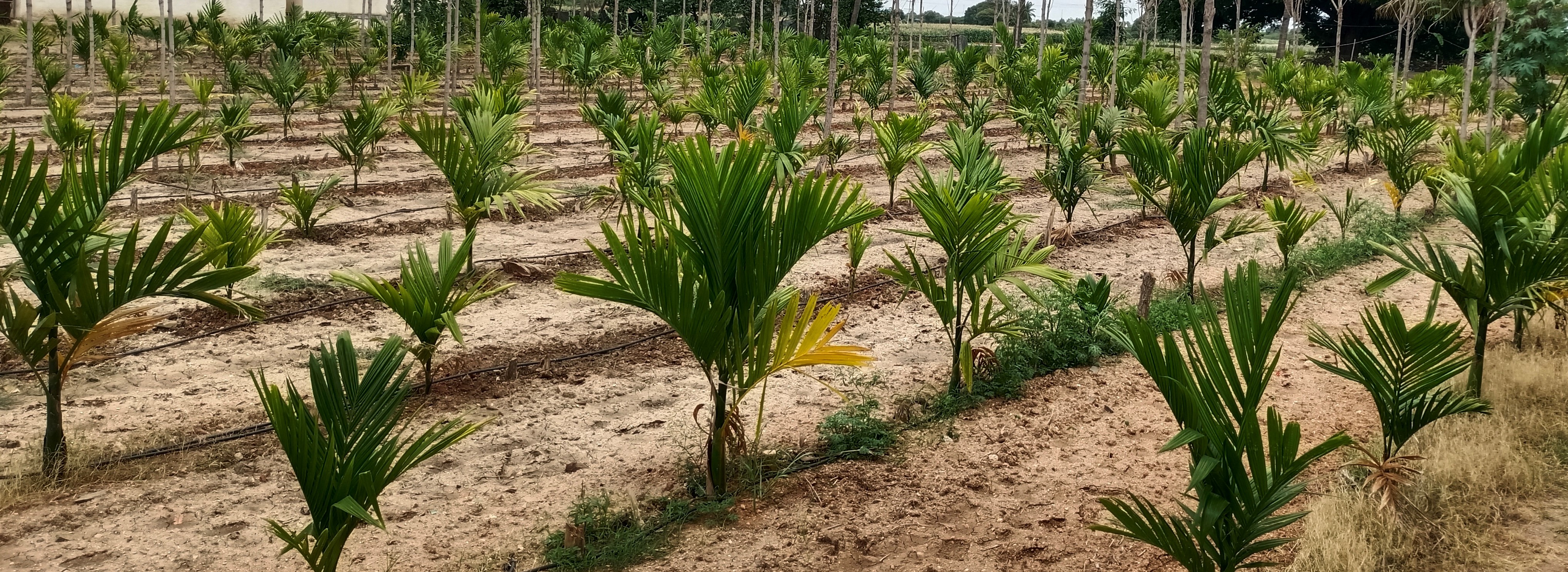 ಚಳ್ಳಕೆರೆ ತಾಲ್ಲೂಕಿನಲ್ಲಿ ವಿಸ್ತರಣೆಗೊಂಡಿರುವ ಅಡಿಕೆ