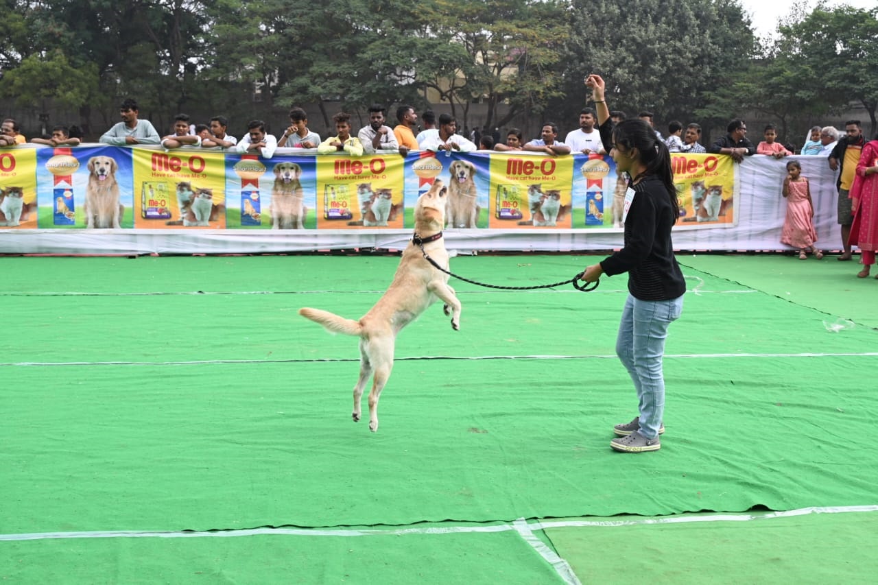 ವಿಜಯಪುರ ನಗರದ ಪೊಲೀಸ್ ಪರೇಡ್ ಮೈದಾನದಲ್ಲಿ ಭಾನುವಾರ ಏರ್ಪಡಿಸಿದ್ದ ಶ್ವಾನ ಪ್ರದರ್ಶನದಲ್ಲಿ ಯುವತಿಯ ಸನ್ನೆಗೆ ಪ್ರತಿಕ್ರಿಯಿಸಿದ ಶ್ವಾನ  
–ಚಿತ್ರ ರಾಜು ಢವಳಗಿ