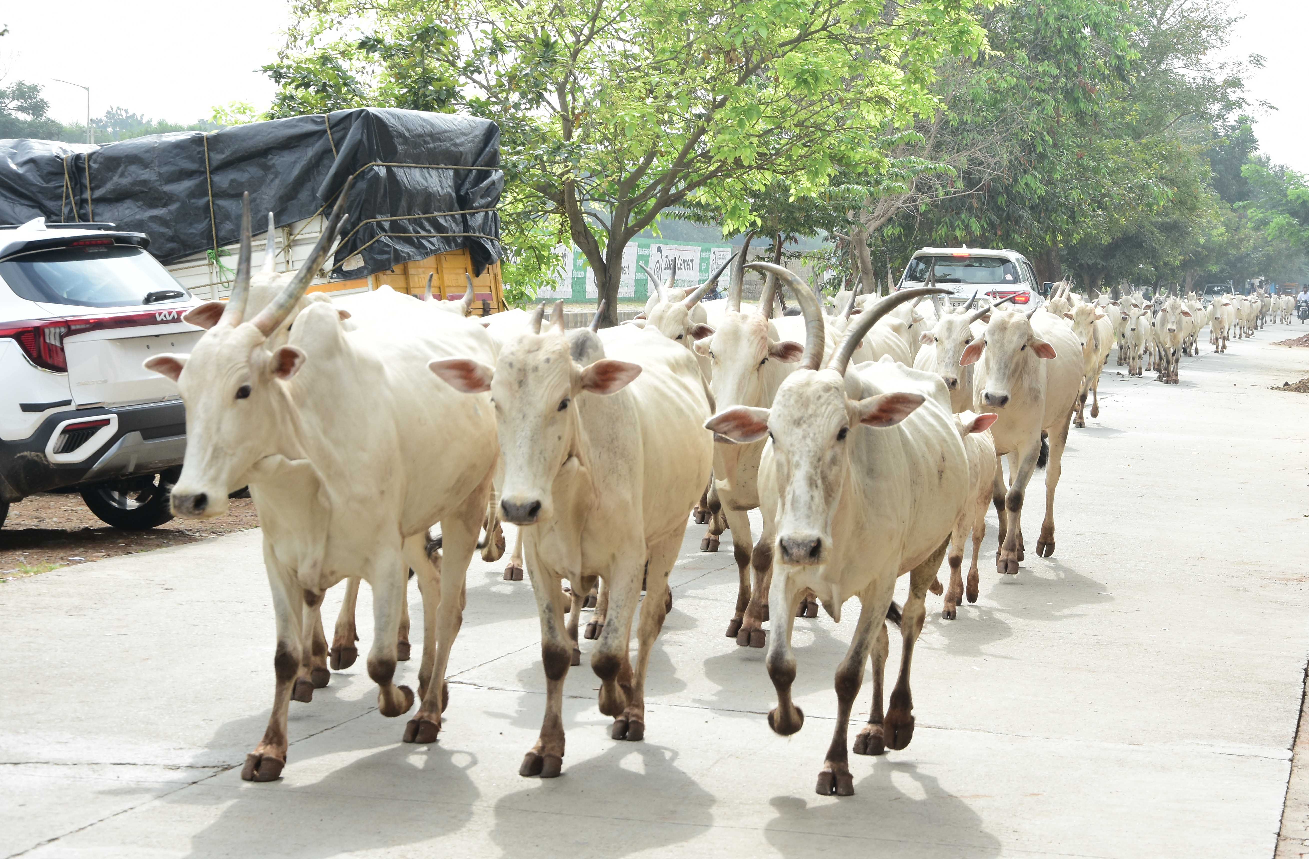 ಮೇವು ಅರಸಿ ಚಿತ್ರದುರ್ಗ ನಗರದ ಮೂಲಕ ಜೋಗಿಮಟ್ಟಿ ಬೆಟ್ಟಕ್ಕೆ ಹೊರಟಿರುವ ಜಾನುವಾರುಗಳು –ಪ್ರಜಾವಾಣಿ ಚಿತ್ರ/ವಿ.ಚಂದ್ರಪ್ಪ