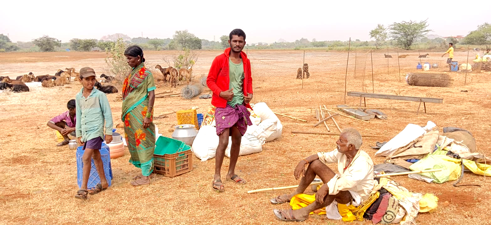 ಮೊಳಕಾಲ್ಮುರು ತಾಲ್ಲೂಕಿನ ಕುರಿಗಾಹಿಗಳು ಮೇವು ಅರಸಿ ದಾವಣಗೆರೆ ಜಿಲ್ಲೆಯ ಊರೊಂದರಲ್ಲಿ ಬೀಡುಬಿಟ್ಟಿರುವುದು