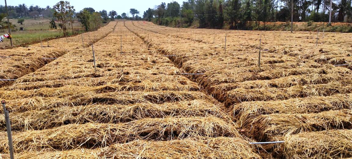 ಕೊಣನೂರು ಹೋಬಳಿಯ ಬಿಸಲಹಳ್ಳಿ ಬಳಿ ಶುಂಠಿಯನ್ನು ನಾಟಿ ಮಾಡಿರುವುದು.