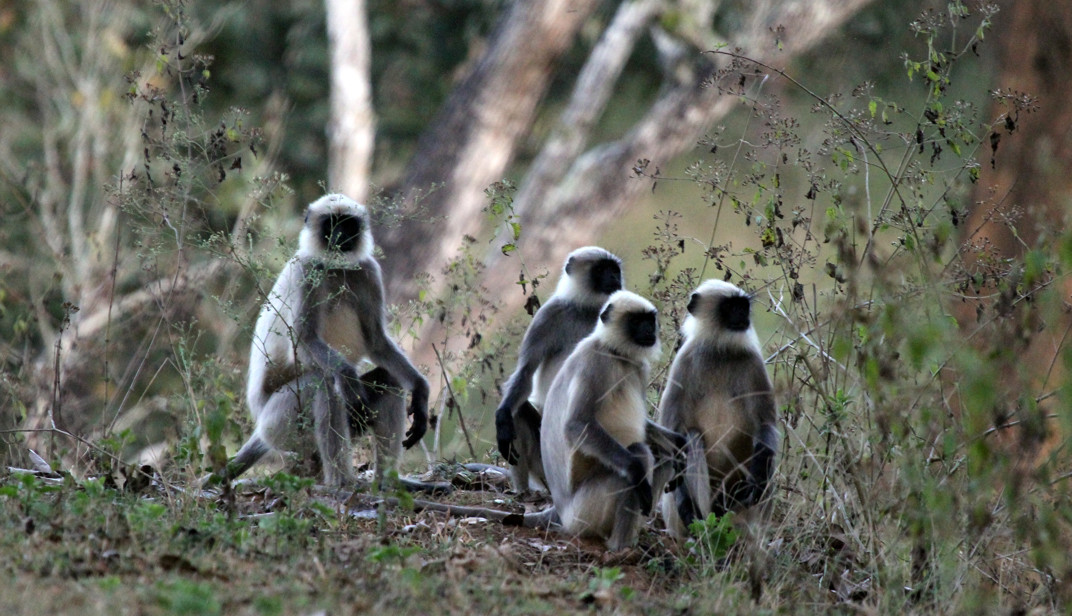 ಕೆಎಫ್ಸಿಗೆ ತುತ್ತಾಗುವ ಹನುಮಾನ್ ಲಂಗೂರ್ ಮಂಗಗಳು