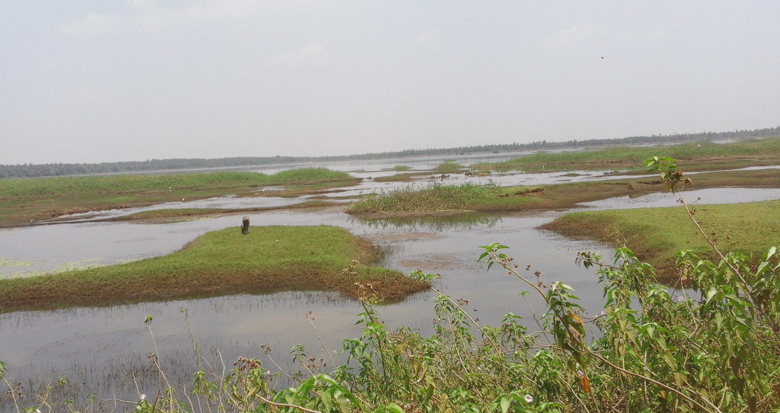 ತುರುವೇಕೆರೆ ತಾಲ್ಲೂಕಿನ ಸಾರಿಗೇಹಳ್ಳಿ ಕೆರೆಯಲ್ಲಿ ನೀರು ಕಡಿಮೆಯಾಗಿರುವುದು.