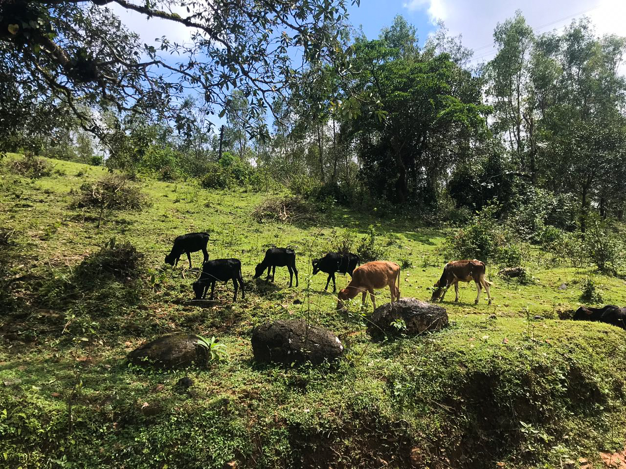 ಮಲೆನಾಡಿನಲ್ಲಿ ಕಾಡಿಗೆ ಮೇಯಲು ಹೋಗುವ ದನಗಳ ದೇಹ ಸೇರುವ ಮೂಲಕವೂ ಕೆಎಫ್ಡಿ ವಾಹಕ ಉಣುಗು ಮನುಷ್ಯರ ಸಂಪರ್ಕಕ್ಕೆ ಬರುತ್ತವೆ.