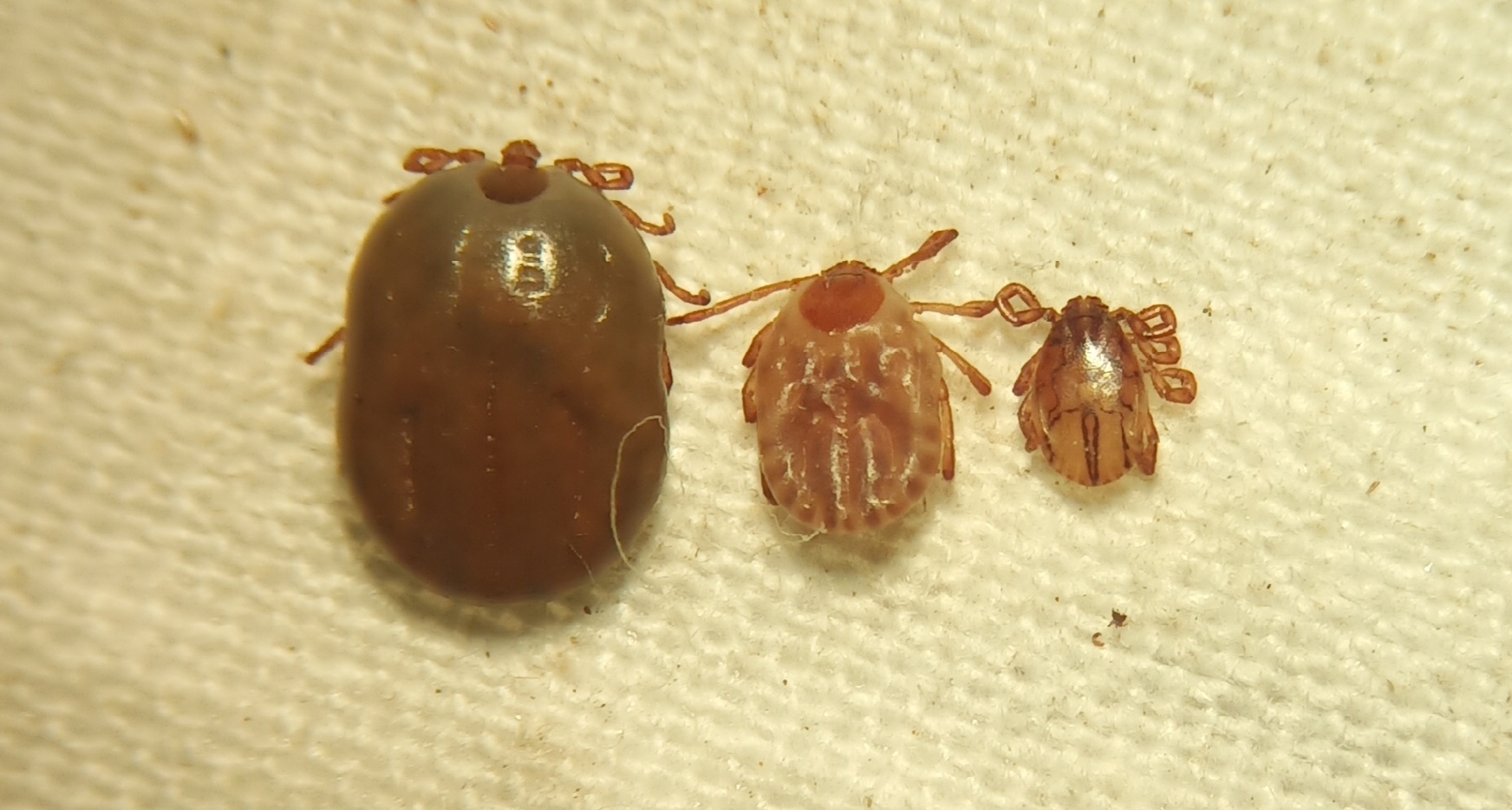 ಕೆಎಫ್ಡಿ ಹರಡುವ ಉಣುಗು (ಉಣ್ಣೆ)