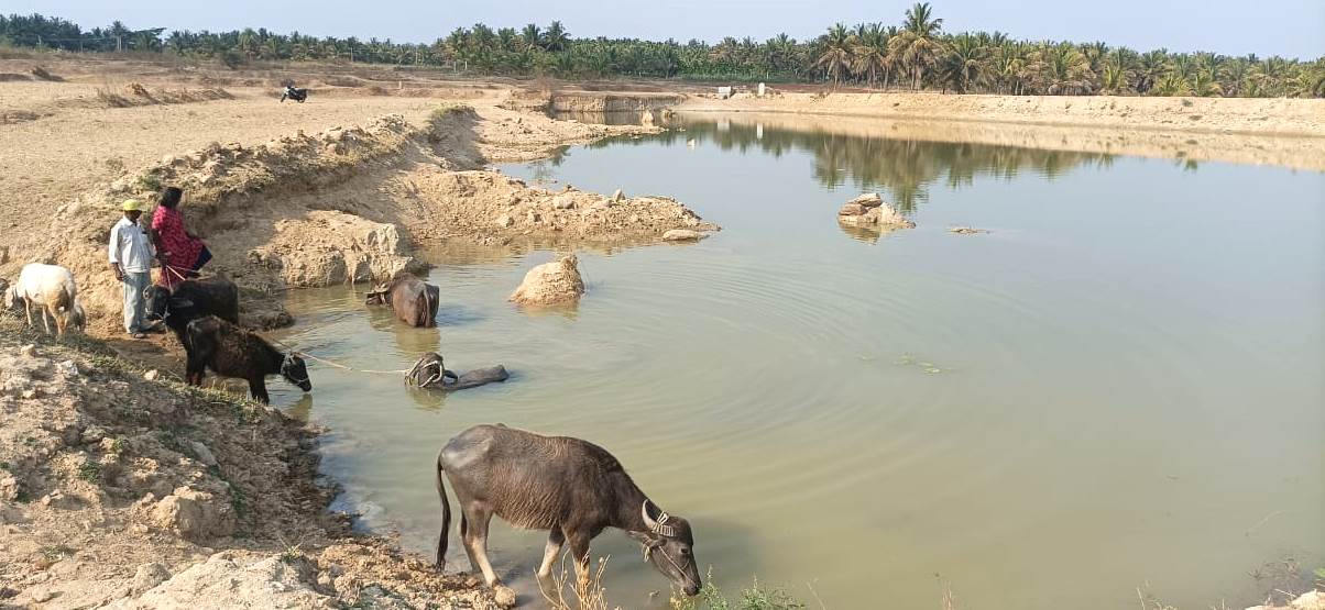 ತುರುವೇಕೆರೆ ತಾಲ್ಲೂಕಿನ ಮಾಯಸಂದ್ರ ಹೋಬಳಿಯ ಕಟ್ಟೆಯೊಂದರಲ್ಲಿ ಎಮ್ಮೆಗಳಿಗೆ ನೀರು ಕುಡಿಸುತ್ತಿರುವ ರೈತರು