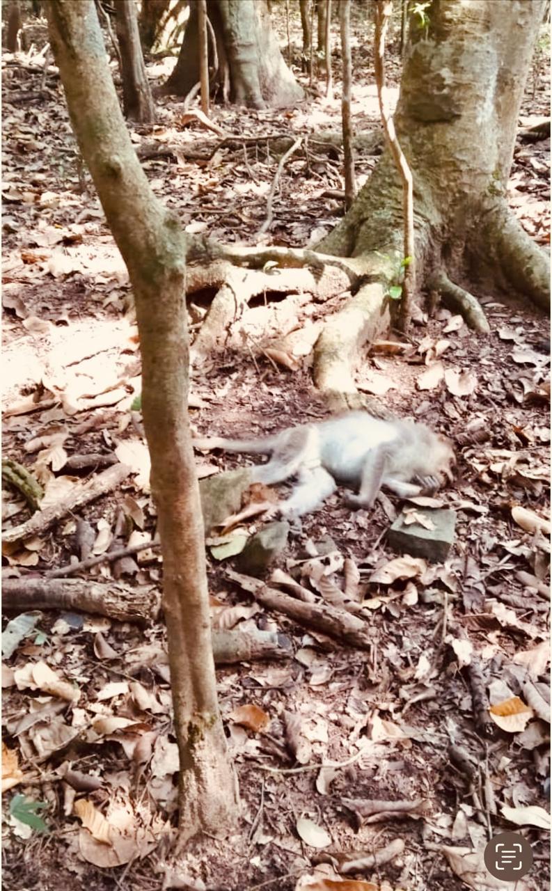 ಸಿದ್ದಾಪುರ ಬಳಿಯ ಕಾಡಿನಲ್ಲಿ ಸತ್ತು ಬಿದ್ದ ಮಂಗನ ಕಳೇಬರ (ಪ್ರಜಾವಾಣಿ ಸಂಗ್ರಹ ಚಿತ್ರ)