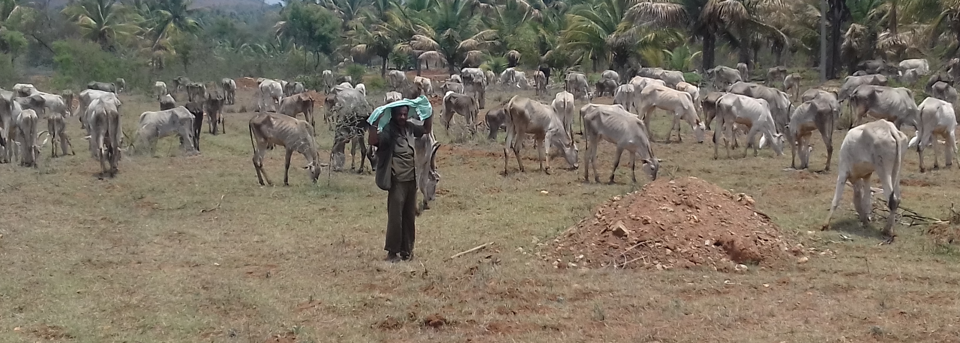 ತುರುವೇಕೆರೆ ತಾಲ್ಲೂಕಿನ ಹಳ್ಳಿಕಾರ್ ತಳಿಸಂವರ್ಧನ ಕೇಂದ್ರದ ಹಸುಗಳು ಬಿಸಿಲಿನಲ್ಲಿ ಮೇಯುತ್ತಿರುವುದು.