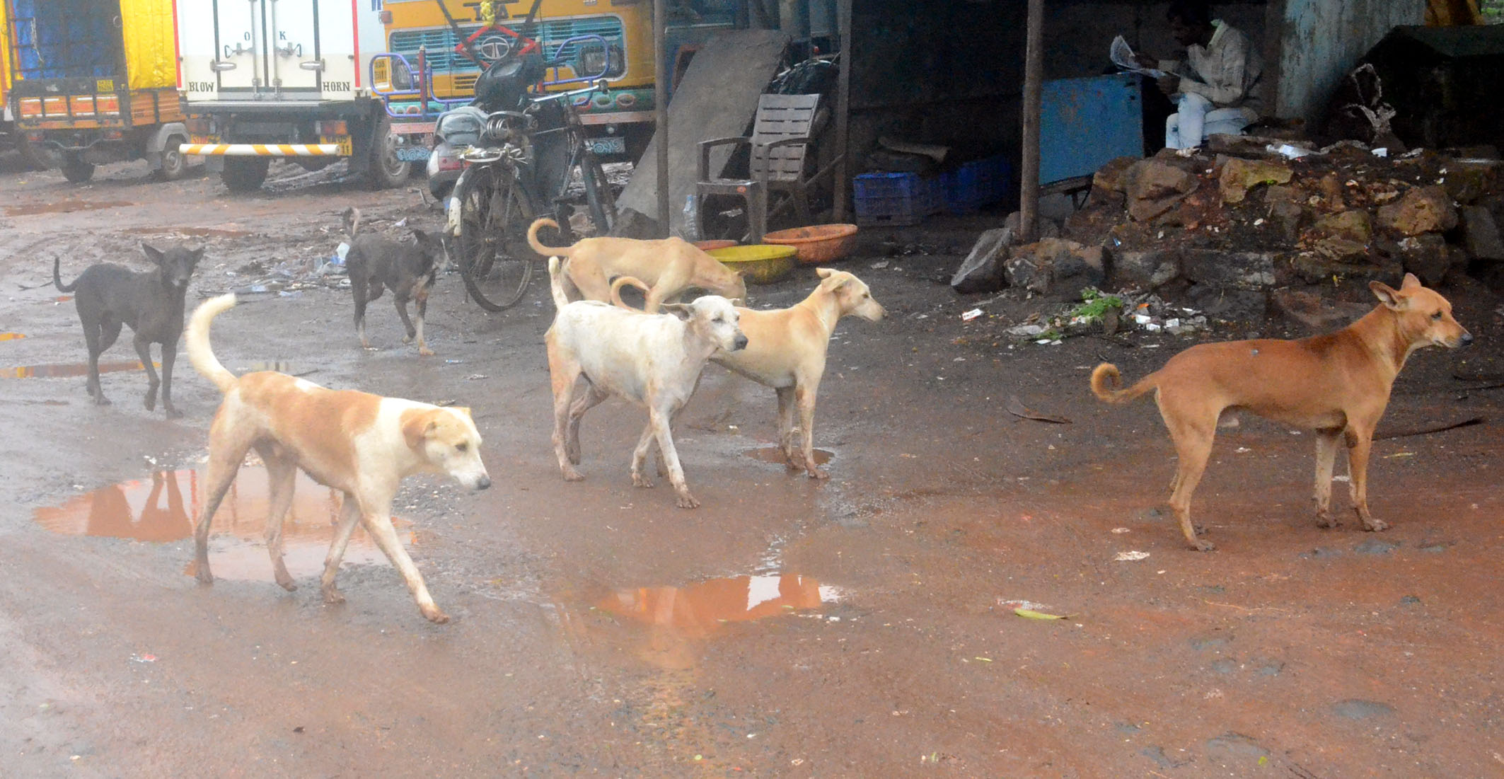 ಬೆಳಗಾವಿಯ ಕಾಮತ್ ಗಲ್ಲಿಯಲ್ಲಿ ಬೀದಿನಾಯಿಗಳ ಗುಂಪು
