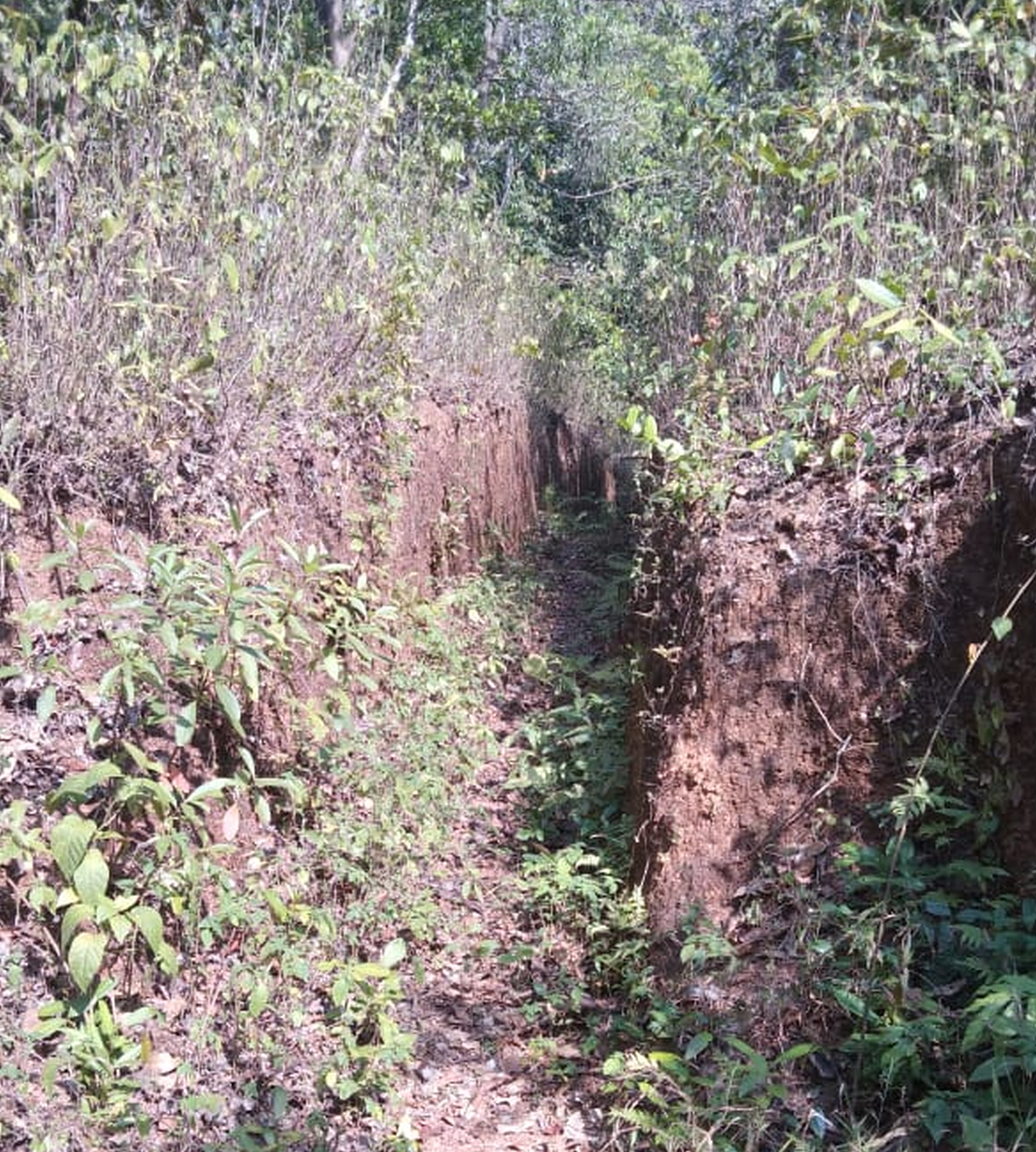 ಸಿದ್ದಾಪುರ ತಾಲ್ಲೂಕಿನ ಕೋಡನಮನೆ ಗ್ರಾಮದಲ್ಲಿ ರೈತ ಕುಟುಂಬಗಳಿಗೆ ಅನುಕೂಲವಾಗಬೇಕಿದ್ದ ಮಾರ್ಗವು ಗಿಡಗಂಟಿ ಬೆಳೆದು ಸಂಚಾರಕ್ಕೆ ಯೋಗ್ಯವಿಲ್ಲದಂತಾಗಿದೆ