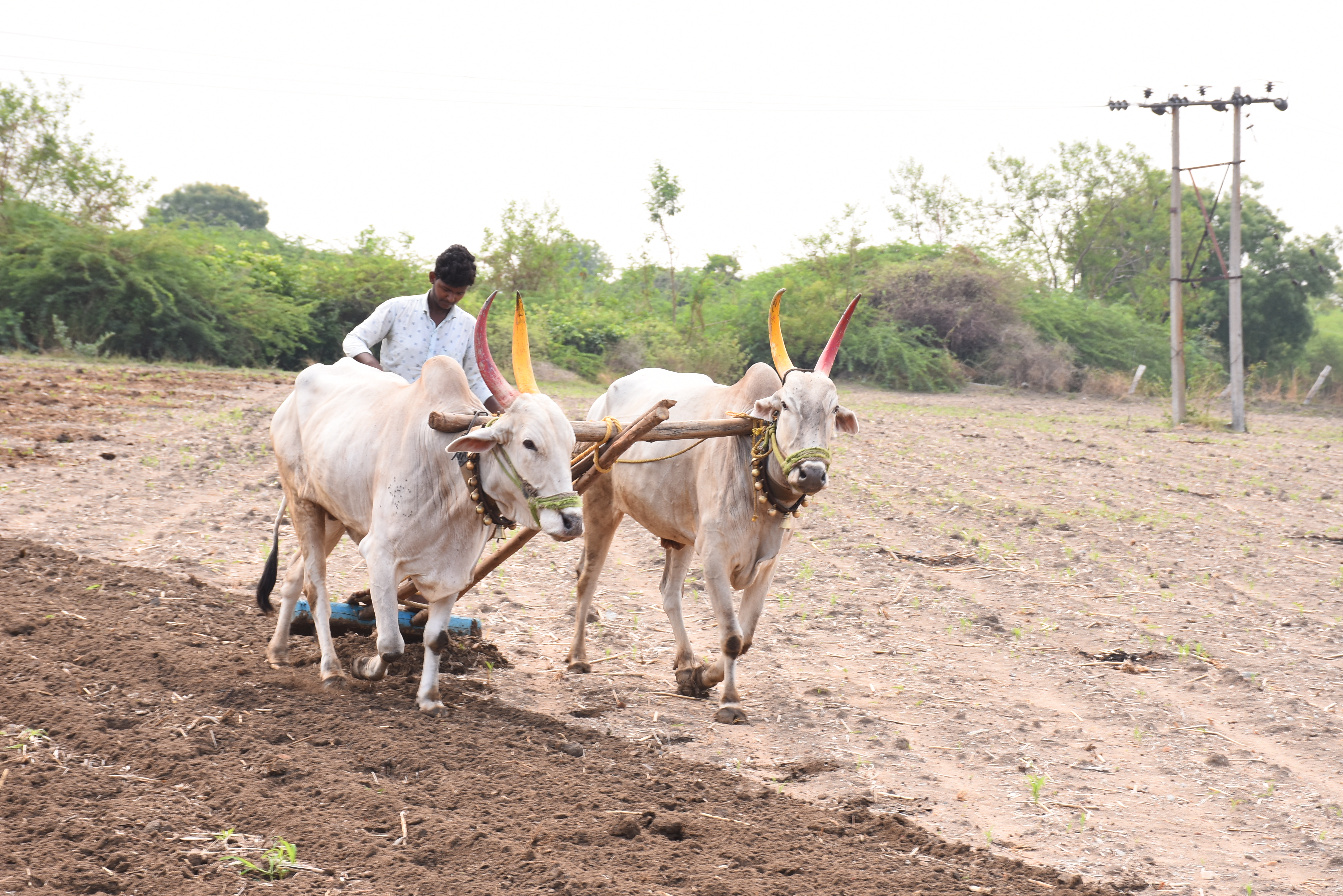 ಯಾದಗಿರಿ ತಾಲ್ಲೂಕಿನ ಬಂದಳ್ಳಿ ಗ್ರಾಮದ ಜಮೀನಿನನ್ನು ಎತ್ತುಗಳ ಮೂಲಕ ಹದಗೊಳಿಸಿದ ರೈತ
ಪ್ರಜಾವಾಣಿ ಚಿತ್ರ/ ರಾಜಕುಮಾರ ನಳ್ಳಿಕರ