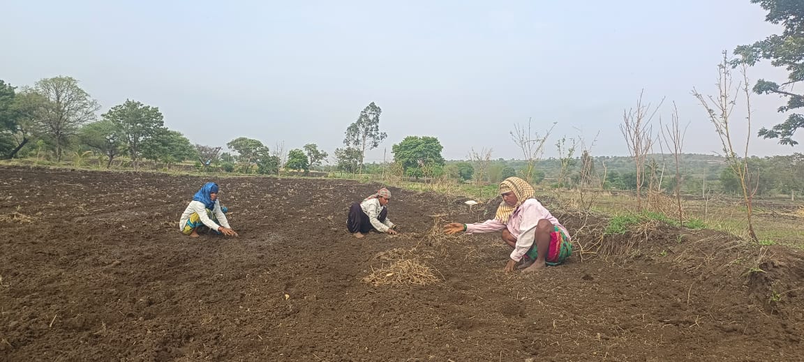ಬೆಳಗಾವಿ ತಾಲ್ಲೂಕಿನ ತಾರಿಹಾಳ ಬಳಿ ರೈತ ಮಹಿಳೆಯರು ಭೂಮಿ ಸ್ವಚ್ಛಗೊಳಿಸಿದರು
