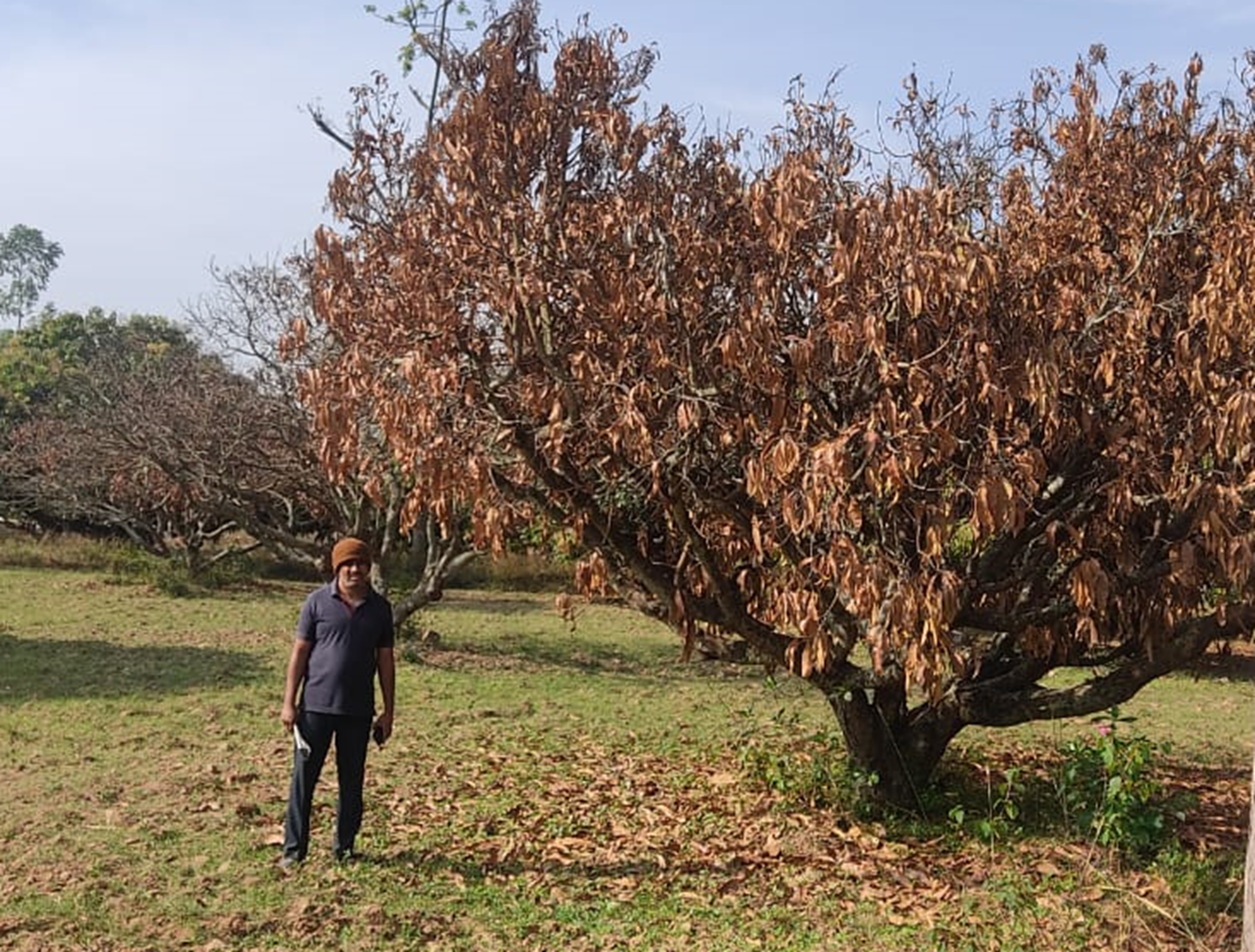 ರೋಗಬಾಧೆ ಮತ್ತು ಅತಿಯಾದ ತಾಪಮಾನದಿಂದಾಗಿ ರಾಮನಗರ ತಾಲ್ಲೂಕಿನಲ್ಲಿ ಒಣಗಿರುವ ಮಾವಿನ ಮರ