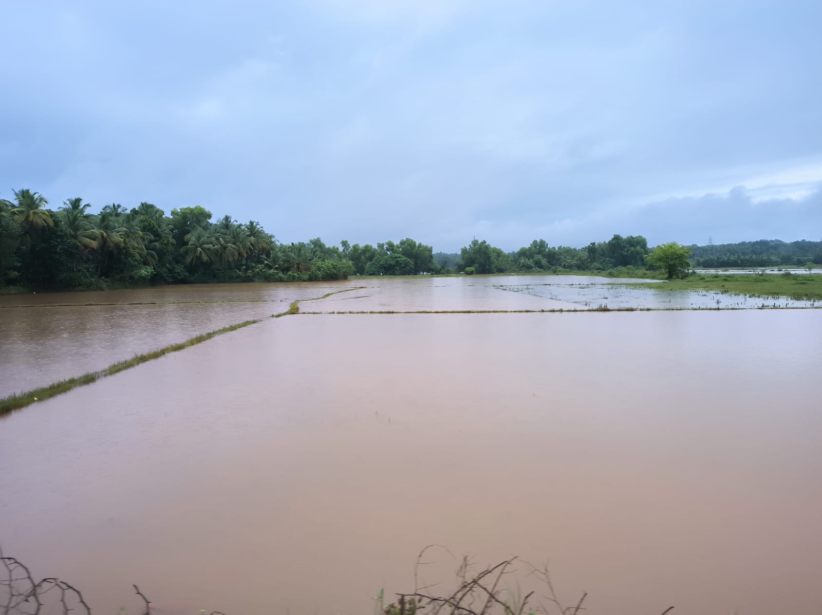 ನಾವುಂದ ಗ್ರಾಮದ ಸಾಲ್ಬುಡದಲ್ಲಿ ಜಲಾವೃತವಾಗಿರುವ ಕೃಷಿ ಗದ್ದೆಗಳು