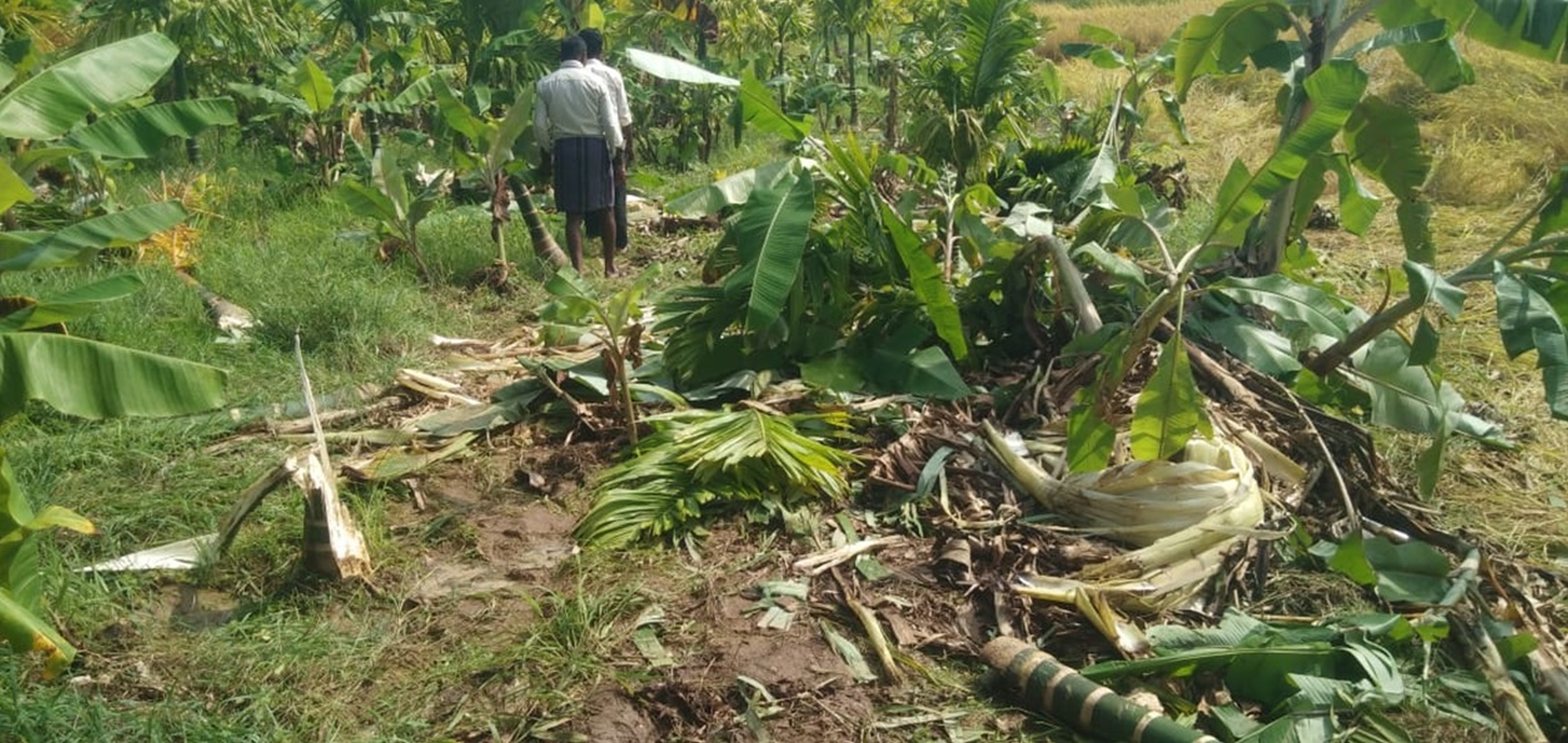 ಮುಂಡಗೋಡ ತಾಲ್ಲೂಕಿನ ಚವಡಳ್ಳಿ ಭಾಗದಲ್ಲಿ ಗಜಪಡೆಯಿಂದ ಬೆಳೆ ಹಾನಿಯಾಗಿರುವುದು
