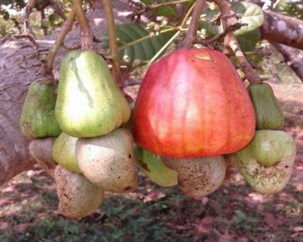 ನೇತ್ರ ಜಂಬೊ ತಳಿಯ ಗೇರುಬೀಜ