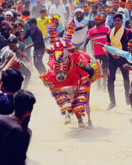 ಬೀರನಕೊಪ್ಪ ಹಿಂದೂ ಸಾಮ್ರಾಟ್ ಹೋರಿ ಓಡುತ್ತಿರುವ ಪರಿ