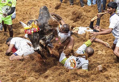 ತಮಿಳುನಾಡಿನ ಮಧುರೈ ಬಳಿಯ ಜರುಗಿದ ಜಲ್ಲಿಕಟ್ಟುವಿನಲ್ಲಿ ಹೋರಿ ಹಿಡಿಯುವ ಸಾಹಸ