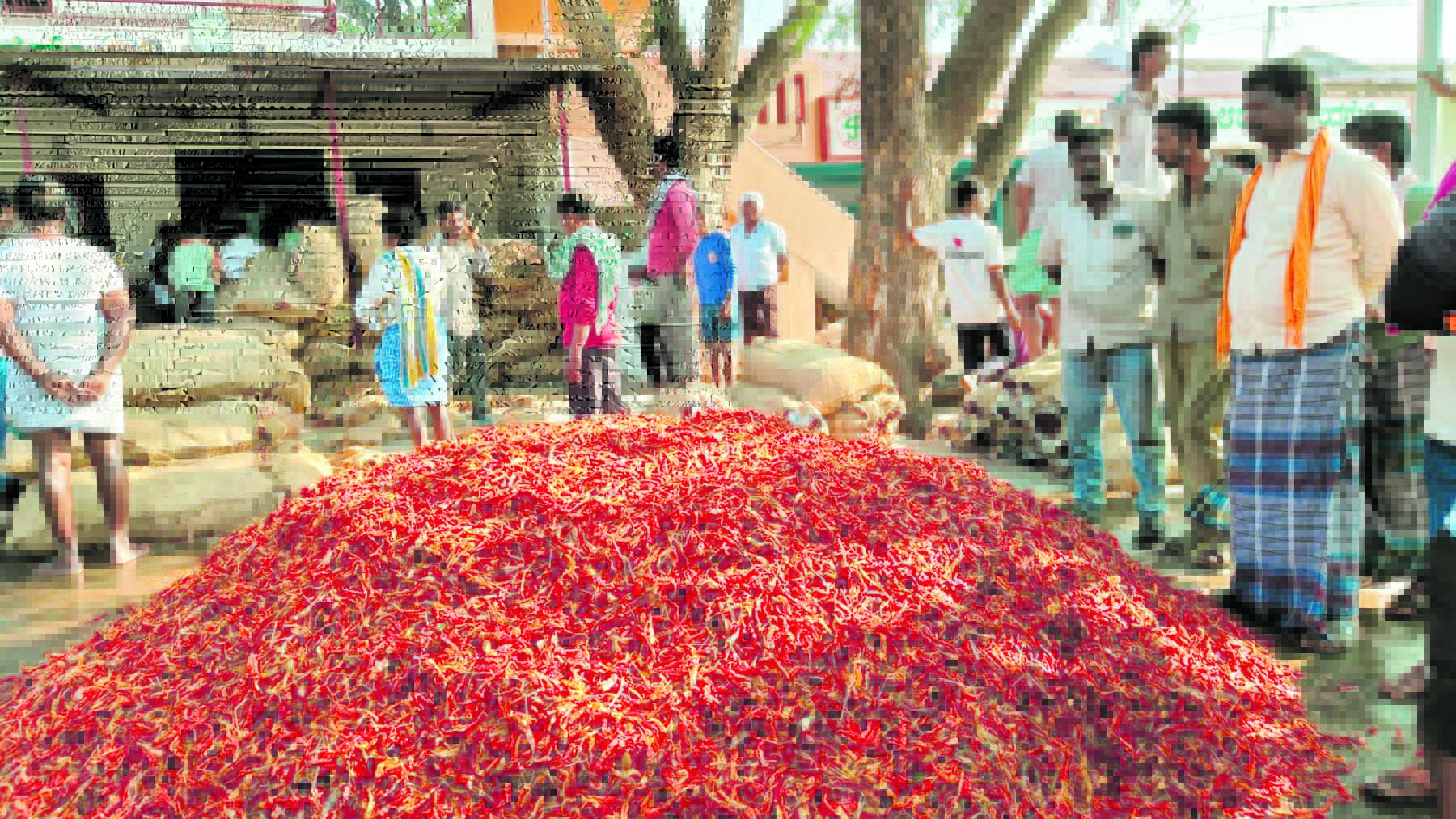ಆಳ–ಅಗಲ | ಮೆಣಸಿನಕಾಯಿ ದರ ಕುಸಿತ: ರಾಜ್ಯದ ರೈತರಿಗೆ ಸಿಕ್ಕಿಲ್ಲ ನೆರವು