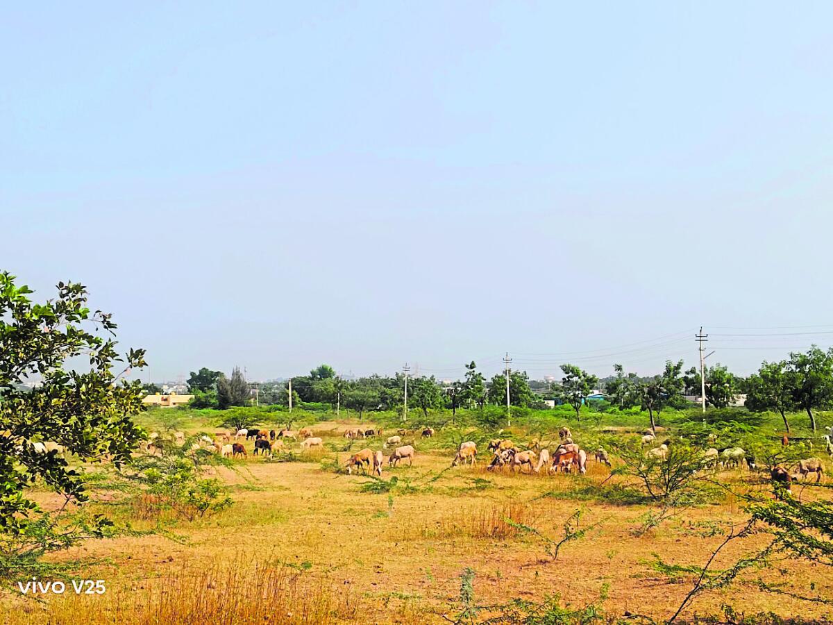 ಬಾಗಲಕೋಟೆ ಫುಡ್ ಪಾರ್ಕ್ ಜಾಗದಲ್ಲಿ ಕುರಿಗಳು ಮೇಯುತ್ತಿರುವುದು
