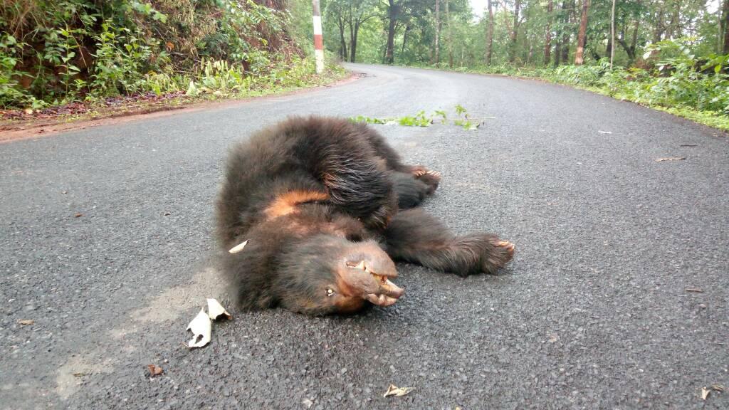 ಅರಣ್ಯದಲ್ಲಿ ಹಾದು ಹೋಗಿರುವ ಹೆದ್ದಾರಿಯಲ್ಲಿ ವಾಹನ ಅಪಘಾತಕ್ಕೆ ಬಲಿಯಾಗಿರುವ ಕರಡಿ