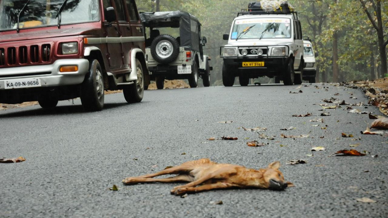 ಒಳನೋಟ | ವನ್ಯಜೀವಿಗೆ ಉರುಳಾದ ಹೆದ್ದಾರಿಗಳು