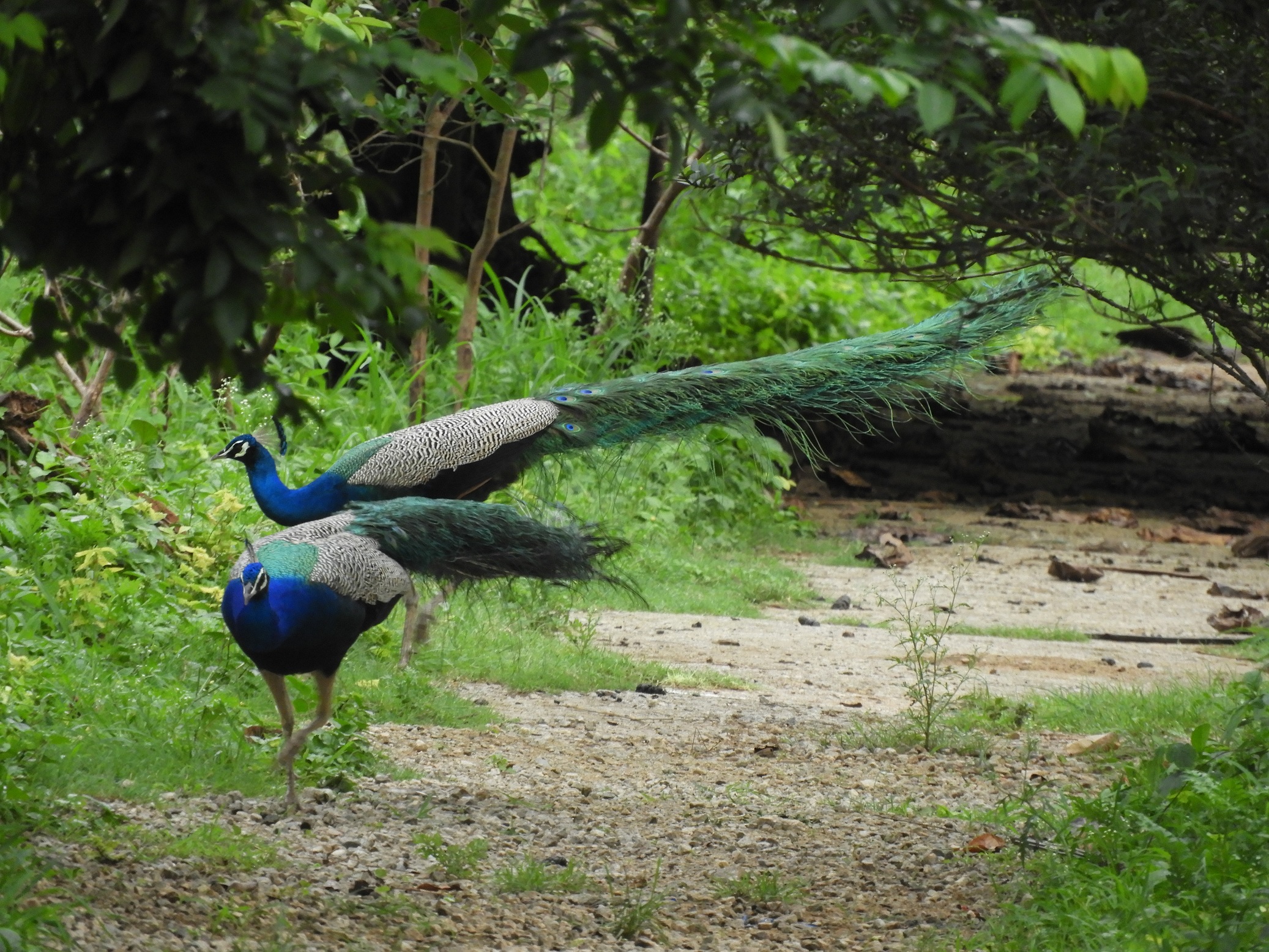ಹಸಿರುವನದಲ್ಲಿ ಸ್ವಚ್ಛಂದವಾಗಿ ವಿಹರಿಸುತ್ತಿರುವ ನವಿಲುಗಳು