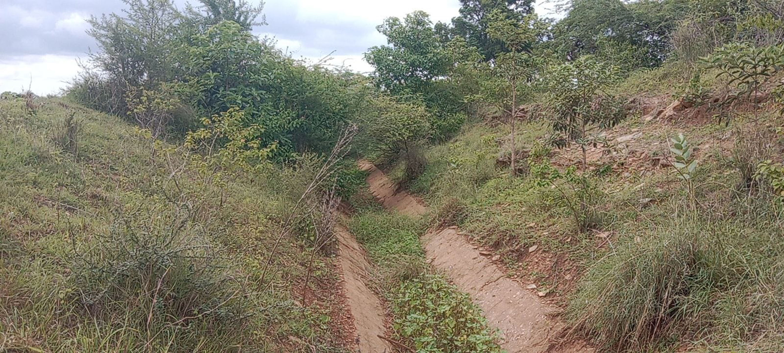 ಸಿಂಗಟಾಲೂರು ಯೋಜನೆ ಕಾಲುವೆಗಳಲ್ಲಿ ಗಿಡಗಂಟೆ ಬೆಳೆದಿರುವುದು