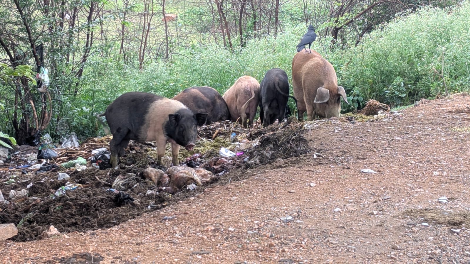 ಚಾಮರಾಜನಗದಲ್ಲಿ ತ್ಯಾಜ್ಯದ ರಾಶಿಯ ನಡುವೆ ಹಂದಿಗಳ ಹಿಂಡು