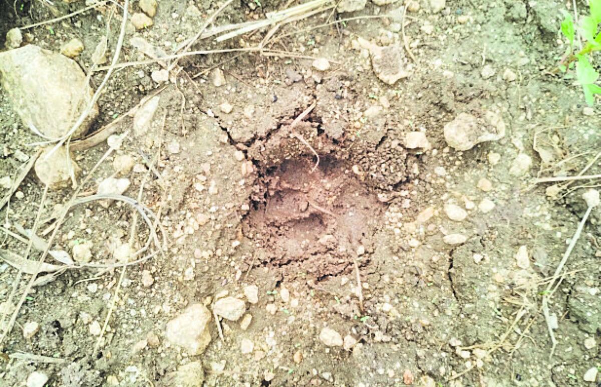 ಗುರುಮಠಕಲ್ ಹತ್ತಿರದ ಎಂ.ಟಿ.ಪಲ್ಲಿ ಹೊರವಲಯದ ಜಮೀನಿನಲ್ಲಿದ್ದ ಚಿರತೆಯ ಹೆಜ್ಜೆ ಗುರುತು