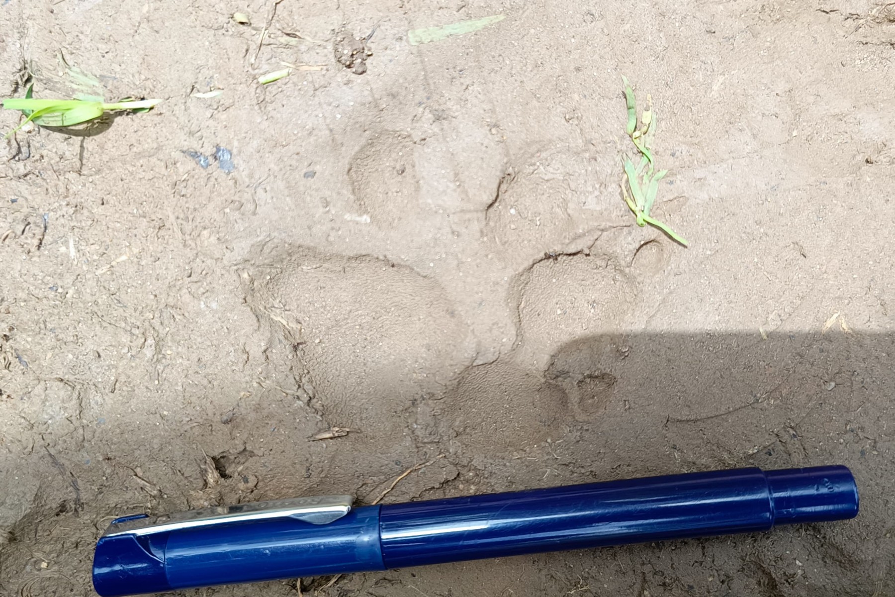 ಗುರುಮಠಕಲ್ ಹತ್ತಿರದ ಎಂ.ಟಿ.ಪಲ್ಲಿ ಗ್ರಾಮದಲ್ಲಿ ಬುಧವಾರ ಪರಿಶೀಲನೆ ವೇಳೆ ಕಂಡ ಚಿರತೆಯ ಹೆಜ್ಜೆ ಗುರುತು.