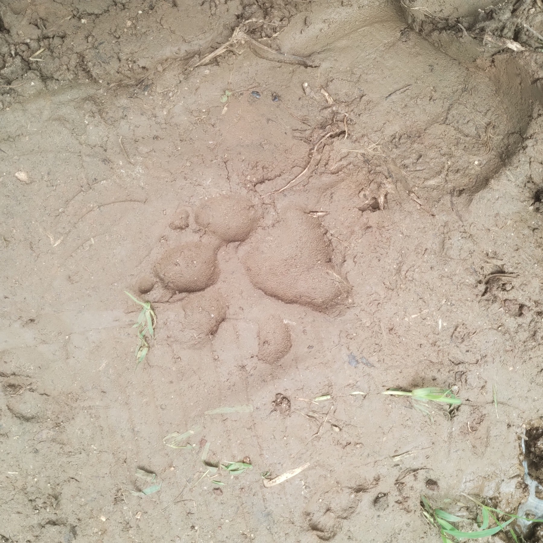 ಗುರುಮಠಕಲ್ ಹತ್ತಿರದ ಎಂ.ಟಿ.ಪಲ್ಲಿ ಗ್ರಾಮದಲ್ಲಿ ಬುಧವಾರ ಪರಿಶೀಲನೆ ವೇಳೆ ಕಂಡ ಚಿರತೆಯ ಹೆಜ್ಜೆ ಗುರುತು.