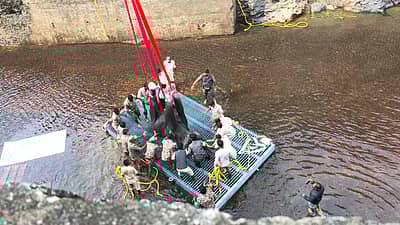 ಮಂಡ್ಯ ಡಿಸಿಎಫ್ ಡಿ.ರಘು ಮತ್ತು ಮೈಸೂರು ವಿಭಾಗದ ವನ್ಯಜೀವಿ ವಲಯದ ಡಿಸಿಎಫ್ ಪ್ರಭುಗೌಡ ಬಿರಾದಾರ್ ಅವರು ಕಾರ್ಯಾಚರಣೆಯ ನೇತೃತ್ವ ವಹಿಸಿದ್ದರು.