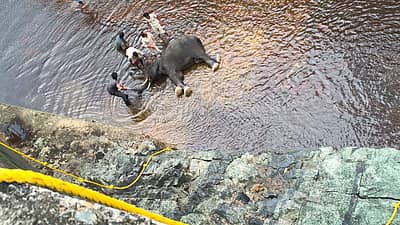 ಶನಿವಾರ ರಾತ್ರಿ ವಿದ್ಯುತ್ ಘಟಕದ ಬಳಿ ಸುತ್ತಾಡುತ್ತಿದ್ದ 12 ವರ್ಷದ ಗಂಡು ಕಾಡಾನೆಯು ನೀರು ಕುಡಿಯಲು ಗೇಟ್ ಮೂಲಕ ನಾಲೆಗೆ ಇಳಿದಿತ್ತು.