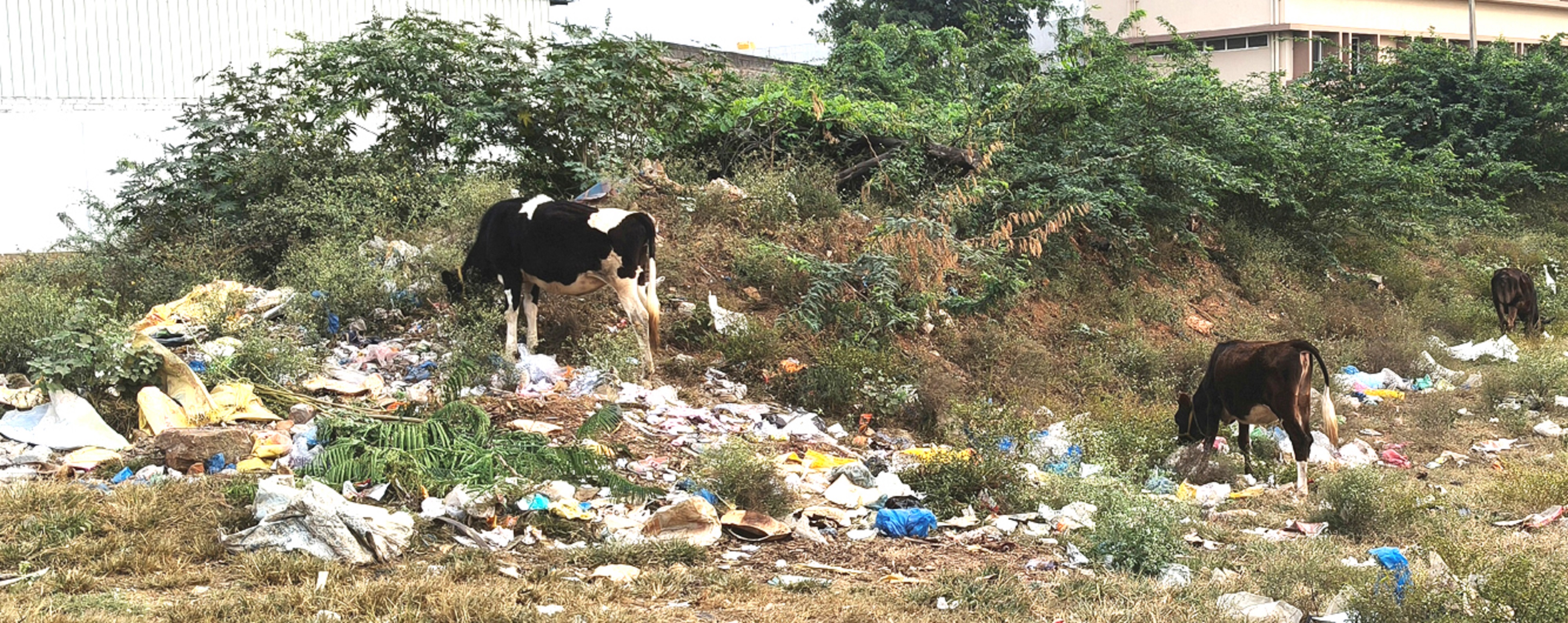 ನಾಯಕನಹಟ್ಟಿ ಪಟ್ಟಣದಲ್ಲಿ ಪ್ಲಾಸ್ಟಿಕ್ ತ್ಯಾಜ್ಯ ತಿನ್ನುತ್ತಿರುವ ಬಿಡಾಡಿ ದನಗಳು