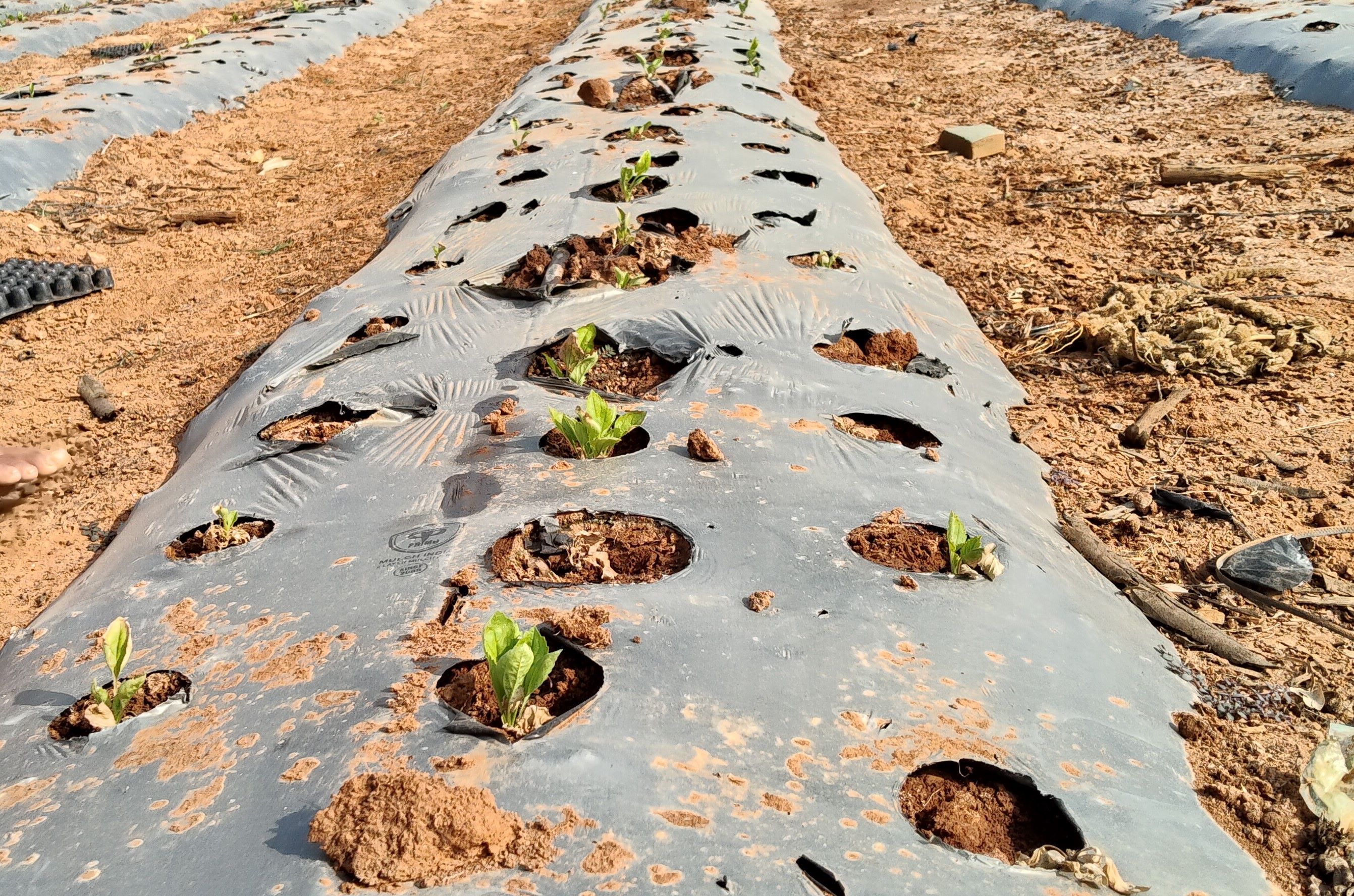 ಕೂರಾಂಡಹಳ್ಳಿ ತೋಟದಲ್ಲಿ ಮೊಳಕೆಯಲ್ಲೇ ಬತ್ತಿಹೋದ ಸೇವಂತಿ ಬೆಳೆ