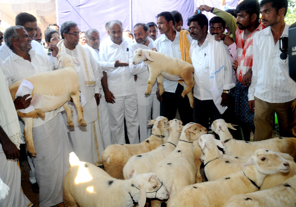 ದಸರಾ ಸಂದರ್ಭದಲ್ಲಿ ನಾಗನಹಳ್ಳಿಯಲ್ಲಿ ನಡೆದ ರೈತ ದಸರಾದಲ್ಲಿ ಬಂಡೂರು ಕುರಿ ಪ್ರದರ್ಶನ ವೀಕ್ಷಿಸುತ್ತಿರುವ ಮುಖ್ಯಮಂತ್ರಿ ಸಿದ್ದರಾಮಯ್ಯ
